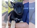 German Shepherd Dog-Siberian Husky Mix PUPPY FOR SALE ADN-396719 - Litter for