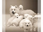 Samoyed PUPPY FOR SALE ADN-396813 - Samoyed Puppies for Rehoming
