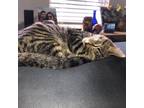 Adopt Jack a Gray or Blue Domestic Mediumhair / Mixed cat in Fairfax