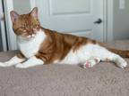 Adopt Garfield a Orange or Red American Shorthair / Mixed (medium coat) cat in