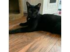 Adopt Rayla a All Black Domestic Shorthair / Mixed cat in Saratoga Springs