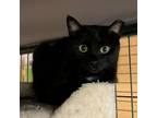Adopt Simone a All Black Domestic Shorthair / Mixed cat in Saratoga Springs