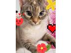 Adopt Sapphire a Gray, Blue or Silver Tabby Siamese (short coat) cat in Newtown