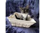 Adopt Juliet a All Black Maine Coon / Mixed cat in Fairfax, VA (34843419)