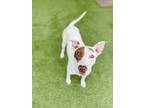Adopt Sabrina a White Jack Russell Terrier / Mixed dog in Independence