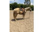 Heel and Rope Horse Prospect Package Deal 21
