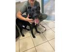 Adopt BANDIT a Labrador Retriever, Pit Bull Terrier