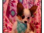 Papillon PUPPY FOR SALE ADN-397596 - Beautiful healthy papillons GCH Sired pet