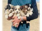 Miniature Australian Shepherd PUPPY FOR SALE ADN-397288 - Mini Aussie Pupps