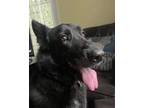 Adopt Trinity/Shadow a Black German Shepherd Dog / Mixed dog in Green Cove