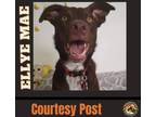 Adopt Ellie May a Brown/Chocolate - with White Labrador Retriever / Mixed dog in