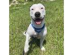 Adopt Koara a White American Staffordshire Terrier / Mixed dog in Key West