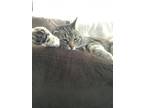 Adopt Cinco de Meow a Brown Tabby Calico / Mixed (short coat) cat in Thousand