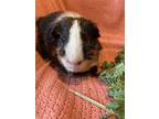 Adopt Yabba a Multi Guinea Pig (short coat) small animal in Salisbury