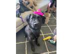 Adopt Chewy a Brown/Chocolate - with Black Labrador Retriever / Collie / Mixed