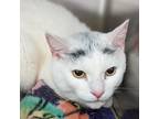 Adopt Amy a White Domestic Shorthair / Mixed cat in Ballston Spa, NY (34851961)