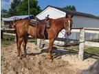 Red roan trail horse for sale