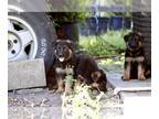 German Shepherd Dog PUPPY FOR SALE ADN-398154 - german shepherd puppies