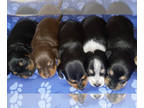 Dachshund PUPPY FOR SALE ADN-398085 - Dachshund Puppies