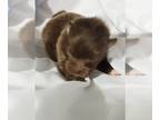 Pomeranian PUPPY FOR SALE ADN-397806 - Cocoa Boy