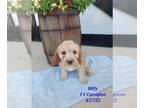 Cavapoo PUPPY FOR SALE ADN-398259 - Cavapoo Puppies