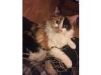 Adopt Emmy a Calico or Dilute Calico Calico / Mixed (long coat) cat in Black