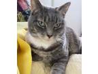 Adopt Harper a Calico or Dilute Calico Calico / Mixed (short coat) cat in Simi