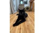 Adopt Pluto a Domestic Shorthair / Mixed cat in Kingston, NY (34869808)