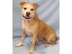 Adopt Humphrey a Brown/Chocolate American Pit Bull Terrier / Pug dog in Forrest