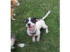 Adopt Bruno a Black - with White Jack Russell Terrier / Mixed dog in Oakley