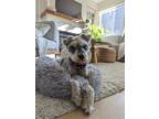 Adopt Buddy a Schnauzer (Miniature) / Mixed dog in West Vancouver, BC (34865517)