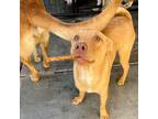 Adopt Koda a Staffordshire Bull Terrier