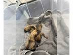 Mastiff PUPPY FOR SALE ADN-398530 - English Mastiff Puppies