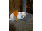 Adopt Dori a White American Shorthair / Mixed (short coat) cat in Lakeland