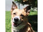 Adopt Quinn a Tan/Yellow/Fawn Shepherd (Unknown Type) / Mixed dog in Kingston