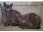 Adopt Oyster & Pearl a Gray or Blue Domestic Mediumhair (medium coat) cat in