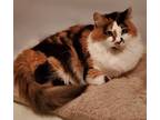 Adopt Felicity a Calico or Dilute Calico Calico (long coat) cat in Calabasas