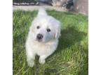 Adopt Jamie Oliver a White Great Pyrenees / Mixed dog in Regina, SK (34874116)
