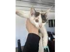 Adopt Dakota a White Domestic Shorthair / Domestic Shorthair / Mixed cat in