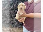 Labrador Retriever PUPPY FOR SALE ADN-398951 - AKC lab puppies