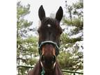 DAWN 8YO Mustang Mare Halter Trained