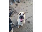 Adopt Nova a Tan/Yellow/Fawn - with White German Shepherd Dog dog in Visalia