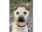 Adopt Nash a Tan/Yellow/Fawn Shar Pei / Mixed dog in Sharon Center
