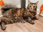 Adopt Miso a Brown Tabby Domestic Longhair (long coat) cat in Oxnard