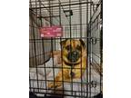 Adopt Milligan a Brown/Chocolate - with Tan Pug / Beagle / Mixed dog in