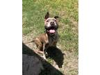 Adopt Gonzo a Brindle - with White American Staffordshire Terrier / American Pit