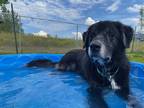 Adopt Frankie a Border Collie / Anatolian Shepherd / Mixed dog in Kamloops