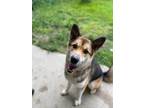 Adopt Rio a Brindle Alaskan Malamute / Mixed dog in Lindsay, ON (34879555)