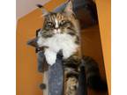 Adopt Bea a Maine Coon
