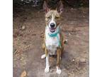 Adopt Lolli a American Staffordshire Terrier, Mixed Breed